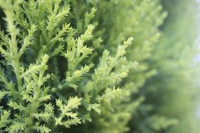 green shrub in the garden close up