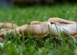 group of mushrooms in grass