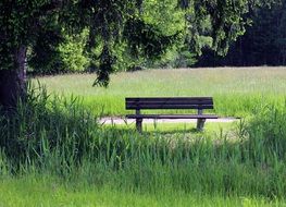 wooden bench under the tree on a sunny day