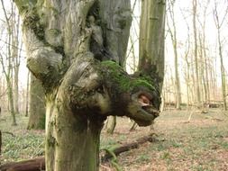 twisted tree trunk in the shape of a horse's head