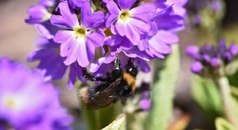 bumblebee on an early purple flower