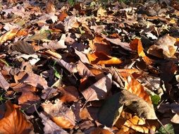 leaves fall forest