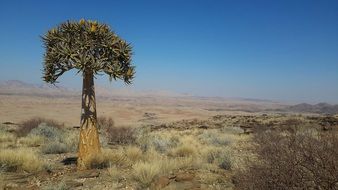 landscape of quiver tree in a valley of a thousand hills