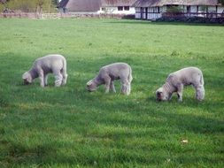 Domestic lambs