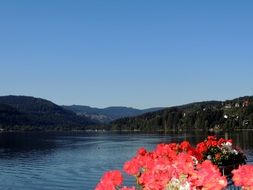 red flowers in front of mountain lake at evening, germany, titisee