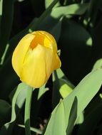 Yellow tulip flower in the spring