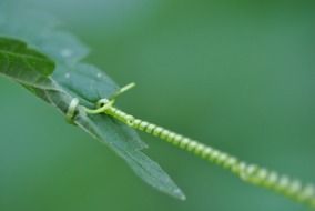 Detail photo of green leaf