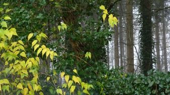 yellowing tree in autumn