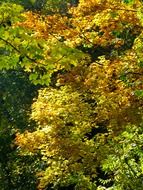 colored autumn leaves on trees in autumn