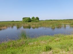 green swampy place