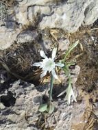 flower white magnificent among the stones
