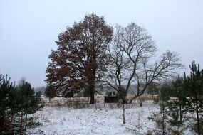 Beautiful trees in the snow in the beautiful winter in Grunewald, Germany