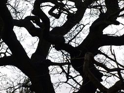 dark forest branches