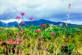 purple wildflowers in the highlands