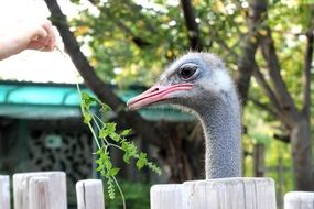 the ostrich looks out from behind the fence