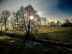 sunrise trees calm landscape