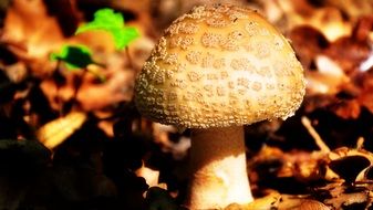 inedible mushroom in autumn
