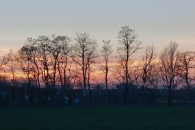 Beautiful landscape of trees against the sunset