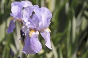 spectacular beautiful purple iris flower