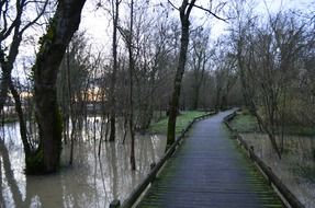 black trees in the swamp