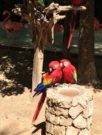 Couple of the beautiful and colorful tropical parrots among the plants