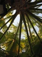 palm tree, bottom view