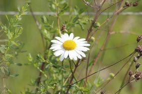 single white daisy
