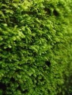 green soft moss in macro