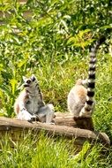 lemurs with striped tails