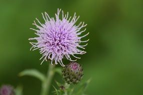 macro recording of Purple thistle flower