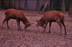 clash of two deer in the forest