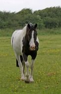 horse beautiful animal