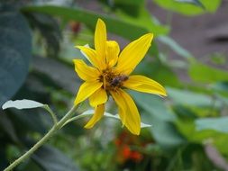 flower with yellow petals in nature