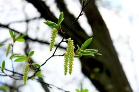 green earrings on a tree in spring