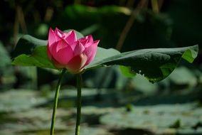 fresh flowers and plants in the pond