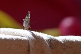 sitting butterfly insect in nature