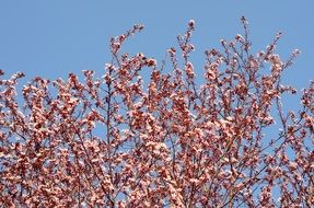 branches with flowers against the blue sky