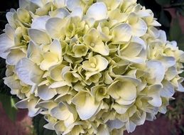 beautiful white garden flower closeup