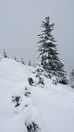 spruces on snowy mountain side at grey sky on beautiful landscape