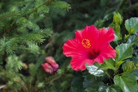 red flower in Hawaii