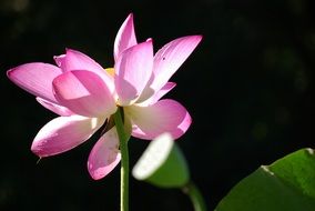 pink lily in the sunlight close up