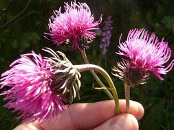 Purple thistle flowers