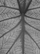 streaks of gray leaf of a tree