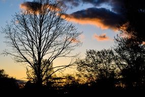 picture of the forest at the sunset