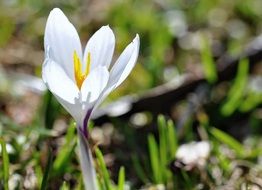 white crocus on the field