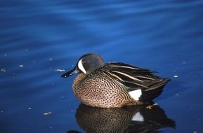 blue winged duck is swimming in a pond