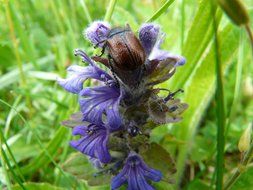 Beetle on a beautiful, purple flowers among the green grass