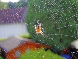 orange spider on a web on a background of green plants