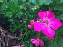 bright pink flowers with drops of dew in the garden