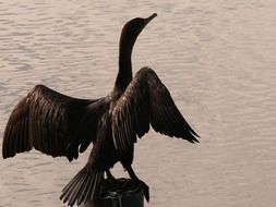 Cormorant near the river